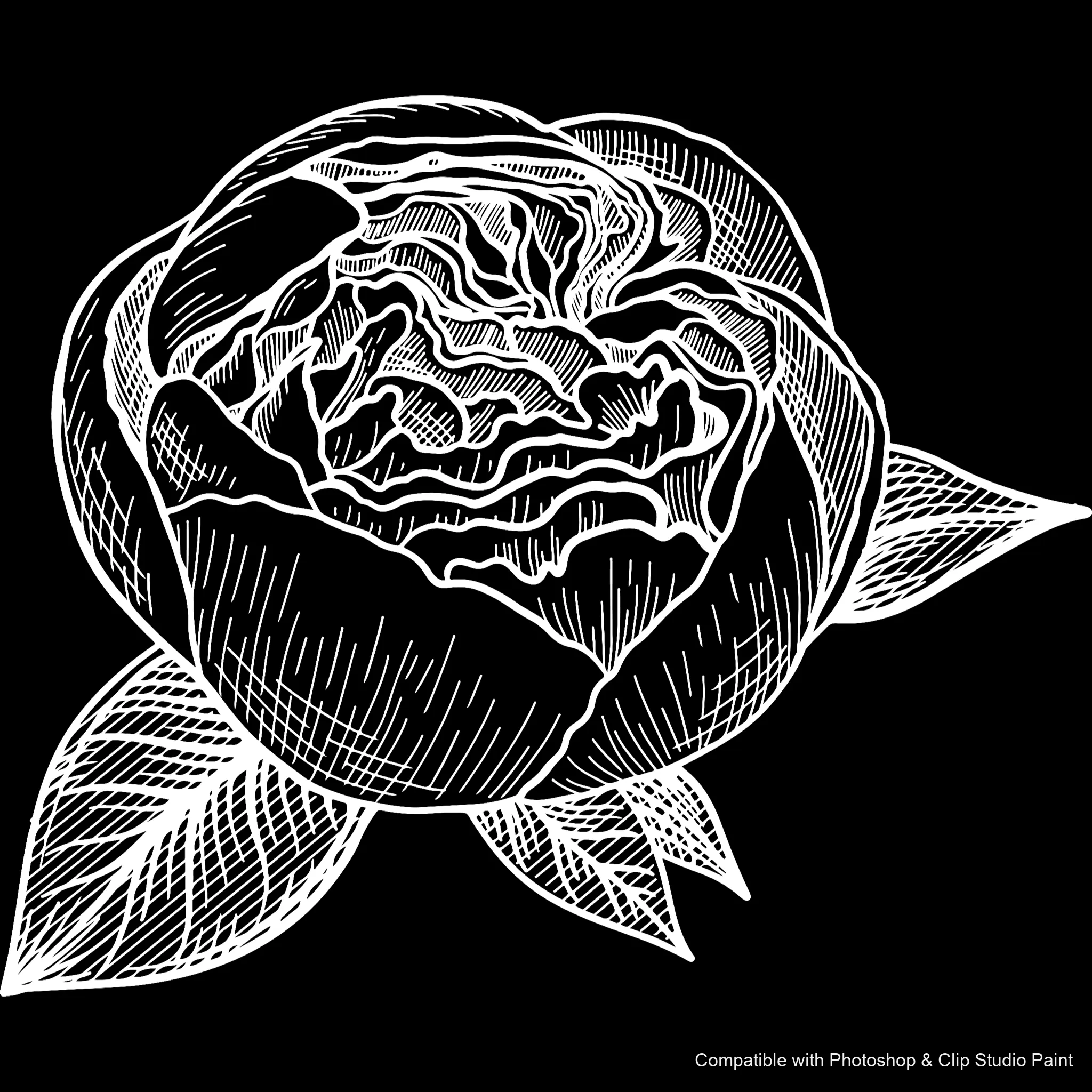 Floral Ink brush 31 of 33 — Photoshop & Clip Studio Paint .abr preview