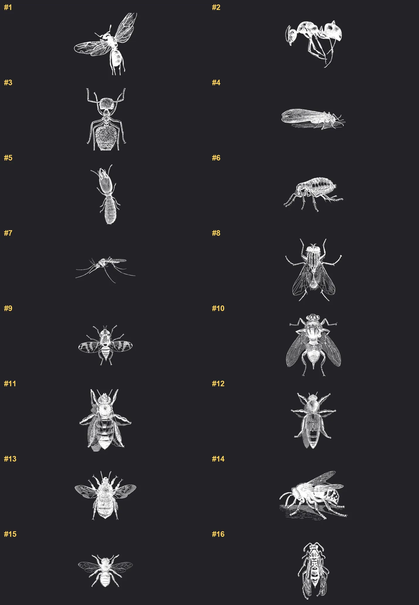 Hand-Drawn Insects Procreate brushes overview sheet 1