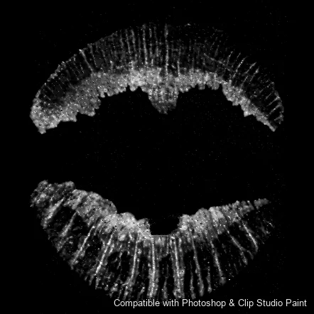 Luscious Lips brush 26 of 52 — Photoshop & Clip Studio Paint .abr preview