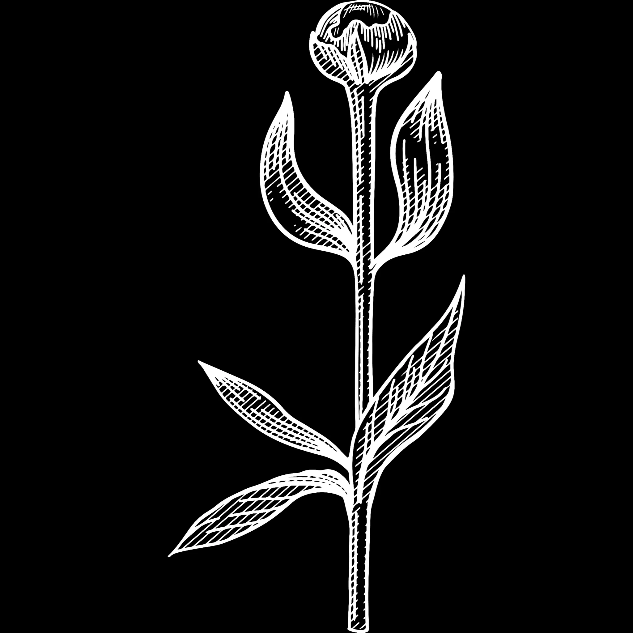 Tattoo Flower brush 25 of 33 — Procreate stamp preview